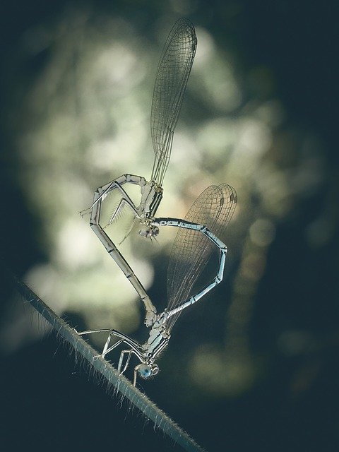 無料ダウンロードDragonflyDemoiselleInsects-GIMPオンライン画像エディタで編集できる無料の写真または画像