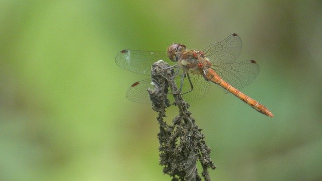 Free picture Dragonfly Dragonflies Insect -  to be edited by GIMP free image editor by OffiDocs