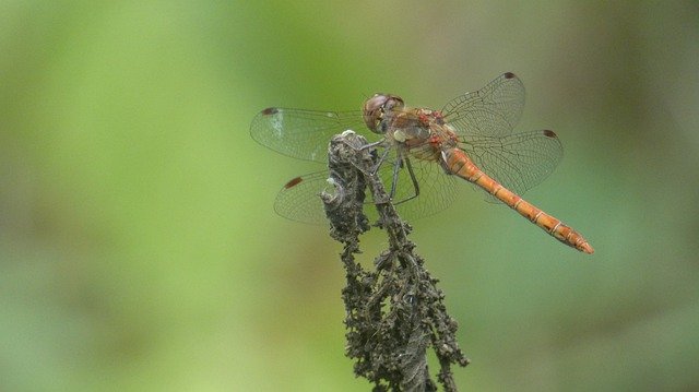 Unduh gratis Dragonfly Dragonflies Insect - foto atau gambar gratis untuk diedit dengan editor gambar online GIMP