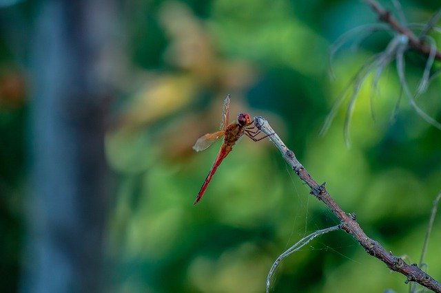 Muat turun percuma Dragonfly Dragonflies Nature - foto atau gambar percuma untuk diedit dengan editor imej dalam talian GIMP