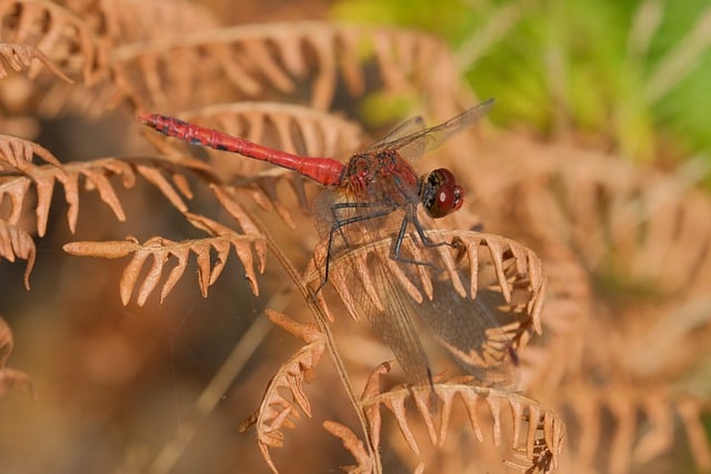 Free download dragonfly fern dried fern free picture to be edited with GIMP free online image editor
