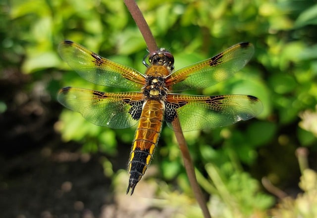 Free download dragonfly fly bug fauna animal free picture to be edited with GIMP free online image editor