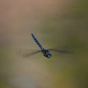 Dragonfly Flying  screen for extension Chrome web store in OffiDocs Chromium
