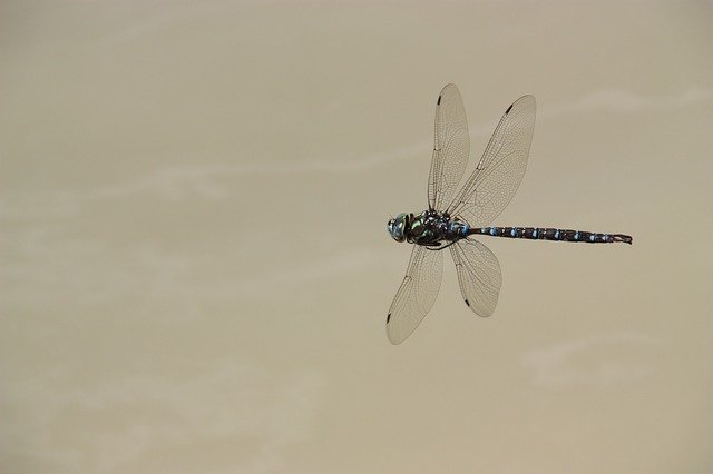 Free picture Dragonfly Fly Insect -  to be edited by GIMP free image editor by OffiDocs
