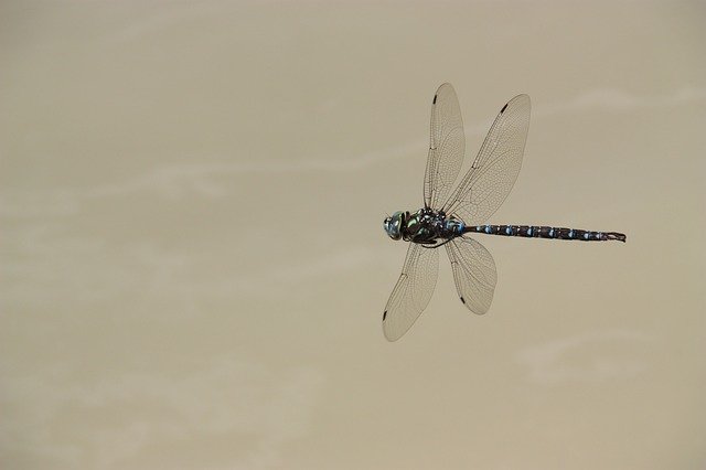 Muat turun percuma Dragonfly Fly Insect - foto atau gambar percuma untuk diedit dengan editor imej dalam talian GIMP