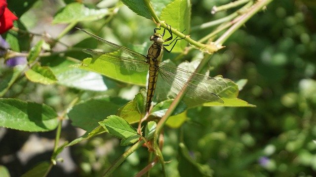 Descarga gratuita Dragonfly Garden: foto o imagen gratuita para editar con el editor de imágenes en línea GIMP