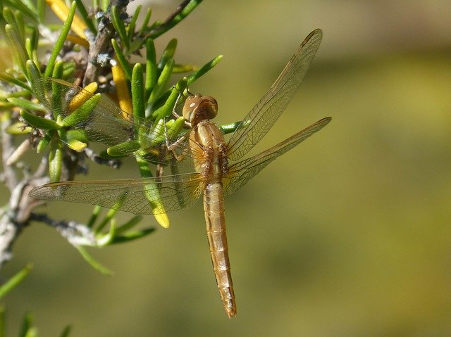 تنزيل مجاني Dragonfly Golden Insect - صورة مجانية أو صورة مجانية لتحريرها باستخدام محرر الصور عبر الإنترنت GIMP