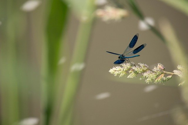 Unduh gratis Dragonfly Grass Blue - foto atau gambar gratis untuk diedit dengan editor gambar online GIMP