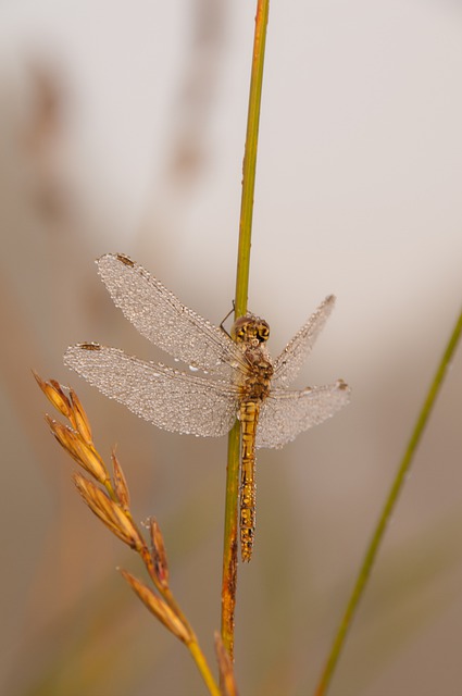 Free download dragonfly grass dew rain insect free picture to be edited with GIMP free online image editor