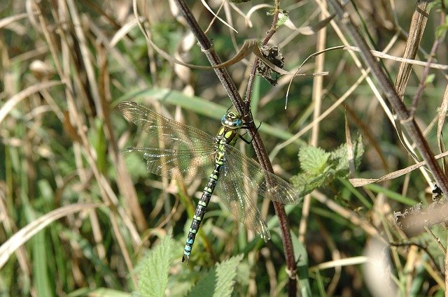 Muat turun percuma Dragonfly Grass Insect - foto atau gambar percuma untuk diedit dengan editor imej dalam talian GIMP