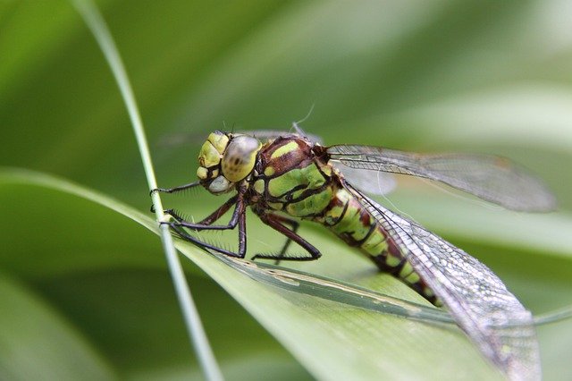 Kostenloser Download Dragonfly Great King - kostenloses Foto oder Bild zur Bearbeitung mit GIMP Online-Bildbearbeitung