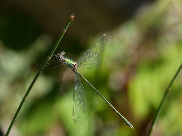 Free picture Dragonfly Green Lestes -  to be edited by GIMP free image editor by OffiDocs