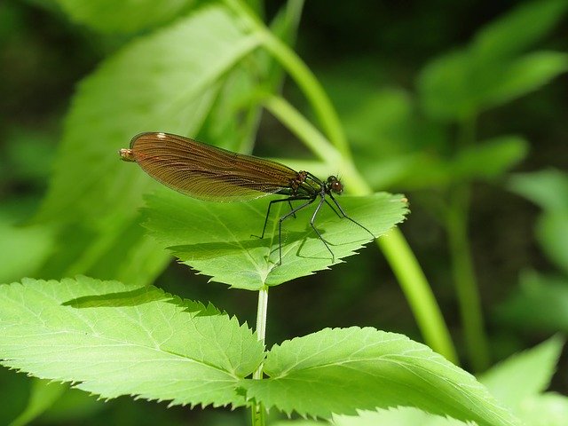 Gratis download Dragonfly Green Nature - gratis foto of afbeelding om te bewerken met GIMP online afbeeldingseditor