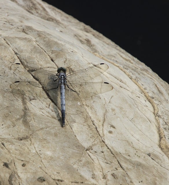 Free download dragonfly insect animal wings free picture to be edited with GIMP free online image editor