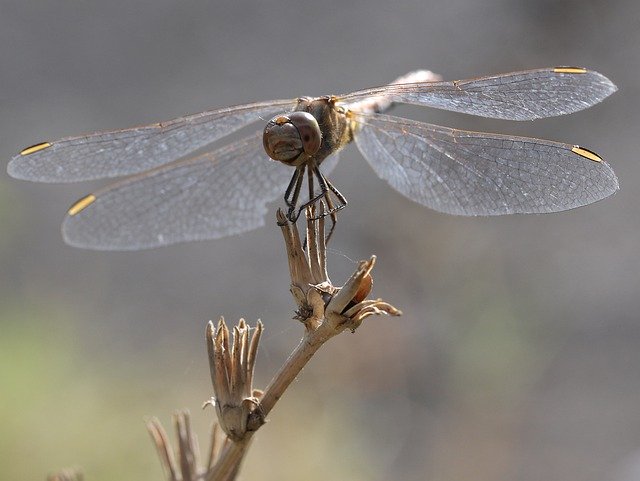 دانلود رایگان Dragonfly Insecta Wings - عکس یا تصویر رایگان قابل ویرایش با ویرایشگر تصویر آنلاین GIMP