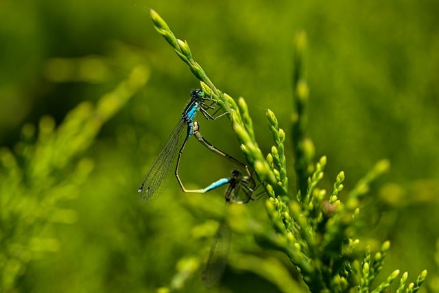 Free download dragonfly insect blue air hunter free picture to be edited with GIMP free online image editor