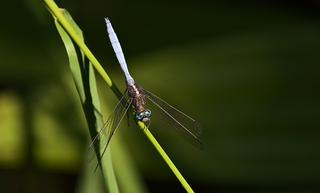 Free download dragonfly insect bug creature free picture to be edited with GIMP free online image editor