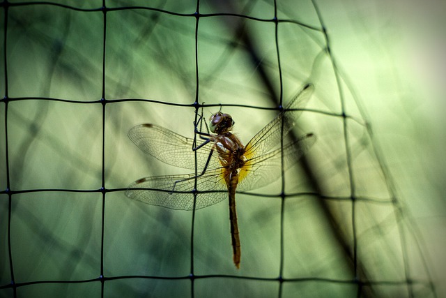 Free graphic dragonfly insect bug net wildlife to be edited by GIMP free image editor by OffiDocs