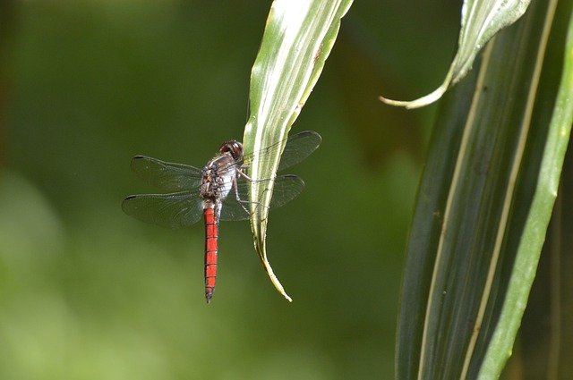 Gratis download Dragonfly Insect Costa Rica - gratis foto of afbeelding om te bewerken met GIMP online afbeeldingseditor