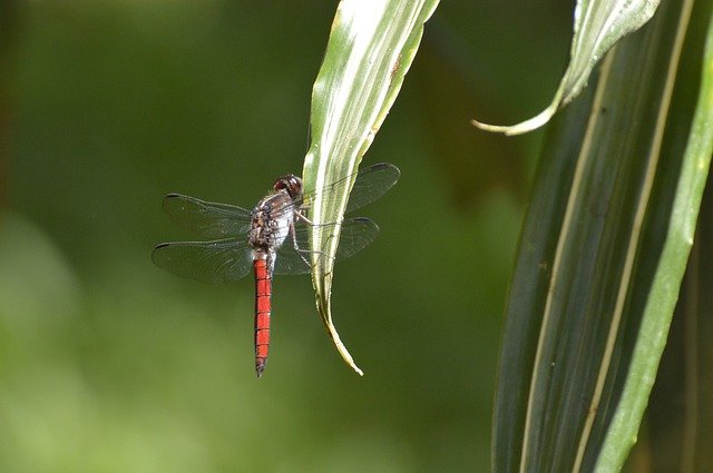 Free download Dragonfly Insect Costa Rica -  free photo or picture to be edited with GIMP online image editor