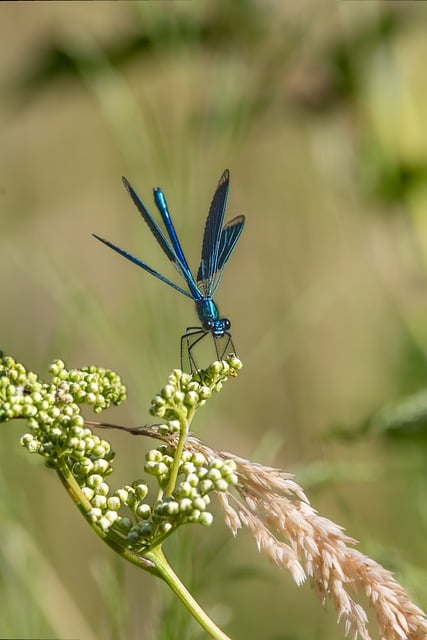 Free download dragon fly insect demoiselle animal free picture to be edited with GIMP free online image editor
