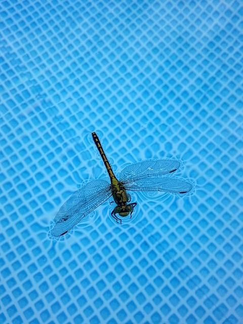 Free download dragonfly insect dragonflies wild free picture to be edited with GIMP free online image editor