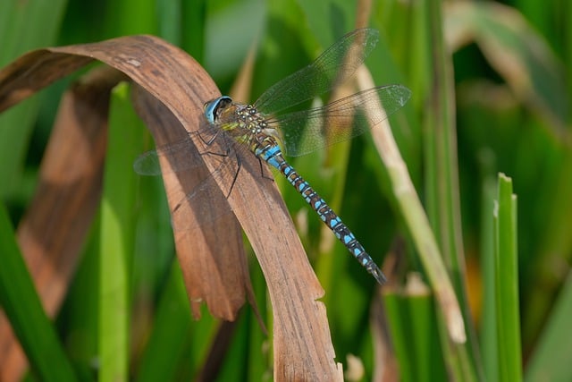 Free download dragonfly insect dried leaf blue free picture to be edited with GIMP free online image editor
