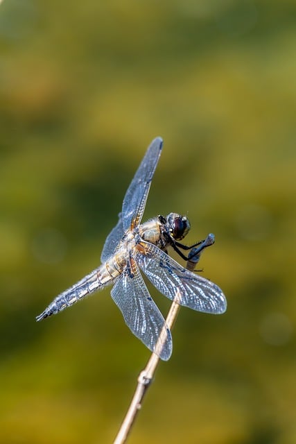 Free download dragonfly insect entomology macro free picture to be edited with GIMP free online image editor