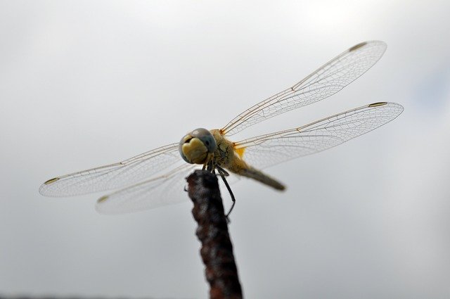 Free picture Dragonfly Insect Flight -  to be edited by GIMP free image editor by OffiDocs