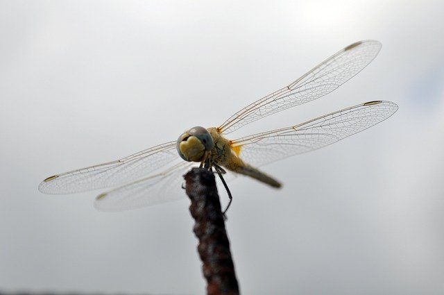 Tải xuống miễn phí Chuyến bay của côn trùng Dragonfly - ảnh hoặc ảnh miễn phí được chỉnh sửa bằng trình chỉnh sửa ảnh trực tuyến GIMP