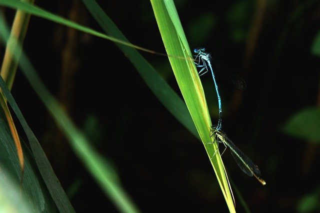 Download gratuito Dragonfly Insect Green - foto o immagine gratuita da modificare con l'editor di immagini online GIMP