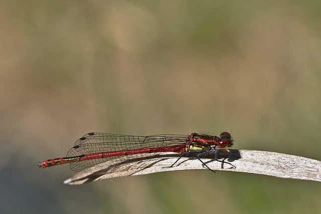 Free download dragon fly insect heidelibelle free picture to be edited with GIMP free online image editor