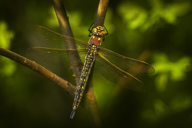 Free download dragonfly insect leaf free picture to be edited with GIMP free online image editor