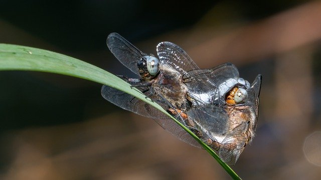 Template Photo Dragonfly Insect Macro -  for OffiDocs