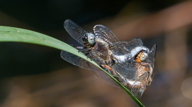 Kostenloser Download Dragonfly Insect Macro - kostenloses kostenloses Foto oder Bild zur Bearbeitung mit GIMP Online-Bildbearbeitung