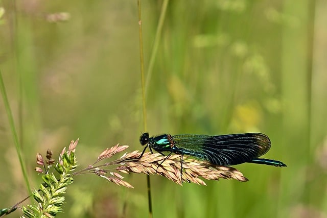 Free download dragon fly insect macro close up free picture to be edited with GIMP free online image editor