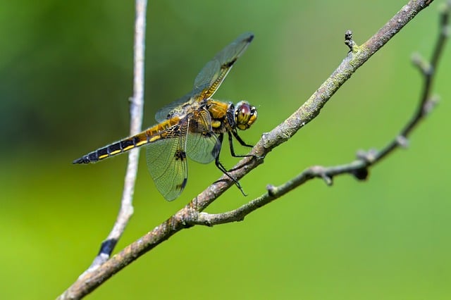Free download dragon fly insect macro entomology free picture to be edited with GIMP free online image editor