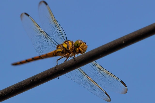 Free download dragonfly insect macro nature free picture to be edited with GIMP free online image editor