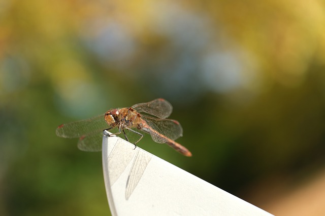 Free download dragonfly insect macro wings free picture to be edited with GIMP free online image editor