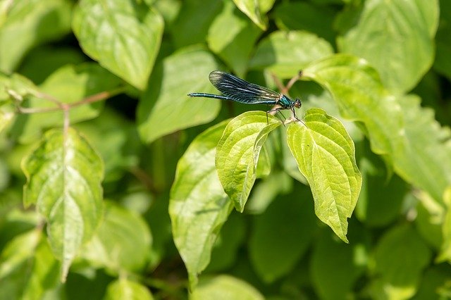 Template Photo Dragonfly Insect Nature for OffiDocs