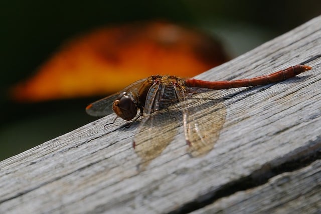 Free download dragonfly insect nature autumn free picture to be edited with GIMP free online image editor