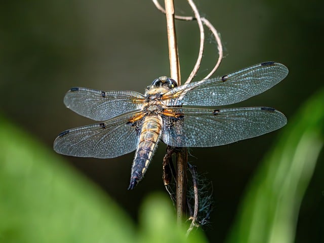 Free download dragonfly insect nature close up free picture to be edited with GIMP free online image editor