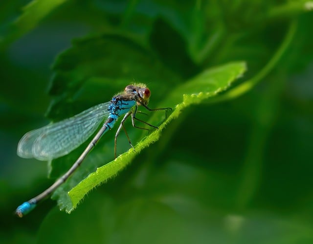 Free download dragon fly insect nature macro free picture to be edited with GIMP free online image editor