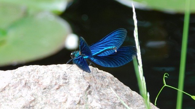 Téléchargement gratuit de Dragonfly Insect Pond - photo ou image gratuite à éditer avec l'éditeur d'images en ligne GIMP