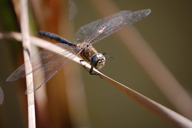 Free download dragonfly insect pond wings animal free picture to be edited with GIMP free online image editor