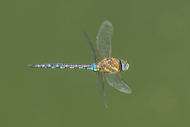 Free download dragonfly insect residence flying free picture to be edited with GIMP free online image editor
