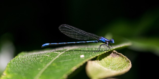 Free download dragonfly insects el salvador at free picture to be edited with GIMP free online image editor