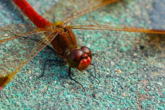 Muat turun percuma Dragonfly Insects Macro - foto atau gambar percuma untuk diedit dengan editor imej dalam talian GIMP