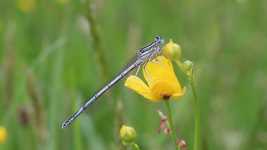 Free download Dragonfly Insect Spring -  free video to be edited with OpenShot online video editor