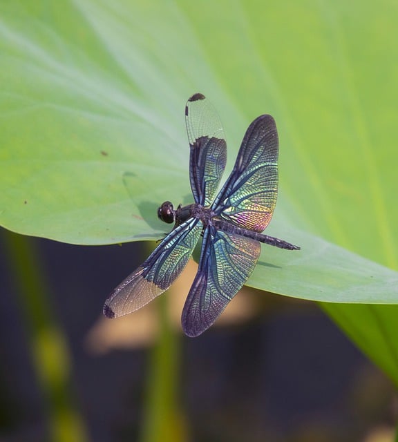 Free download dragonfly insect stem animal wings free picture to be edited with GIMP free online image editor
